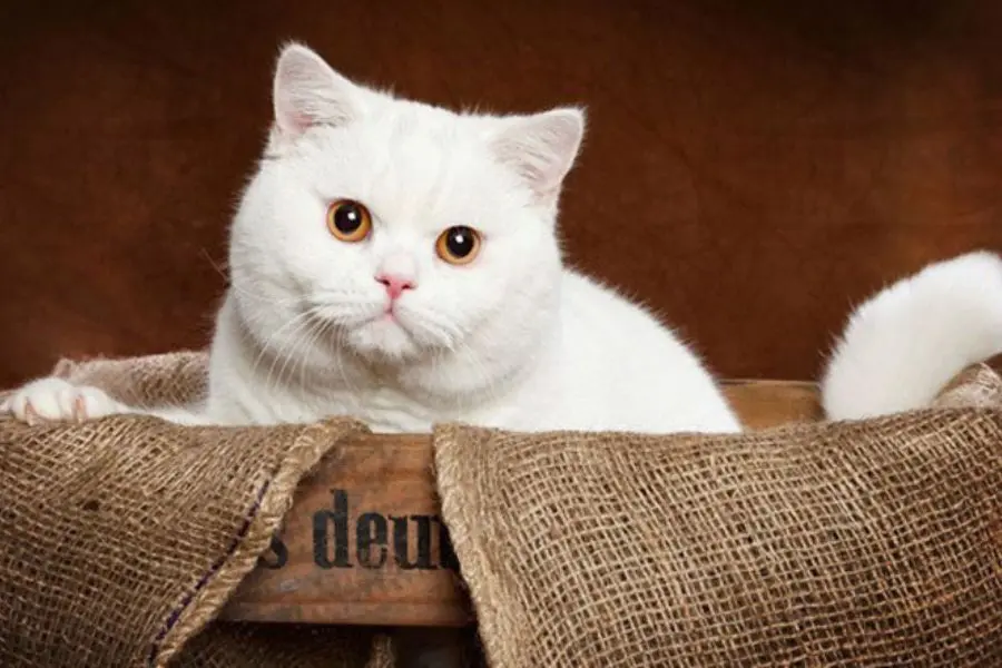 Giống mèo anh lông ngắn được nhiều người yêu thích.