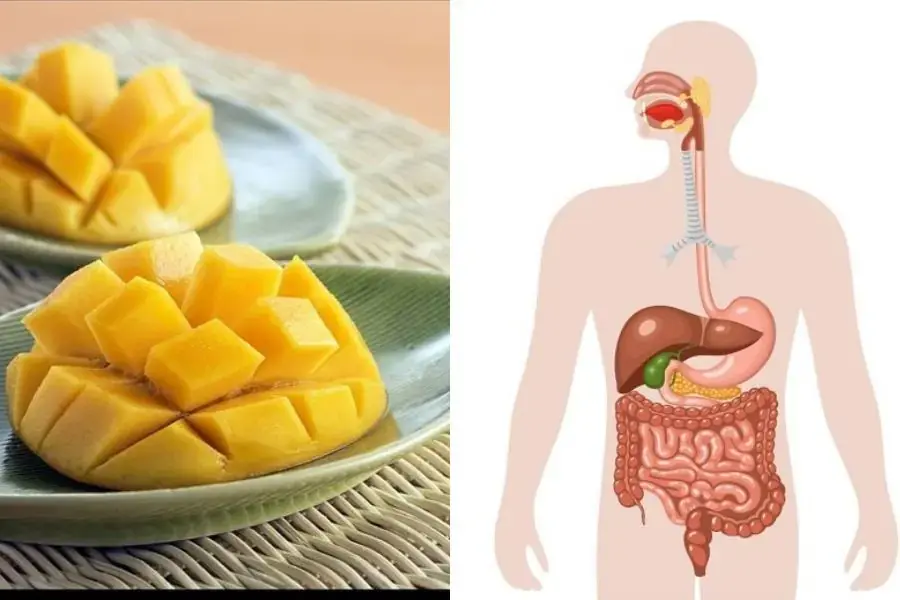 Xoài hỗ trợ hoạt động của hệ tiêu hóa