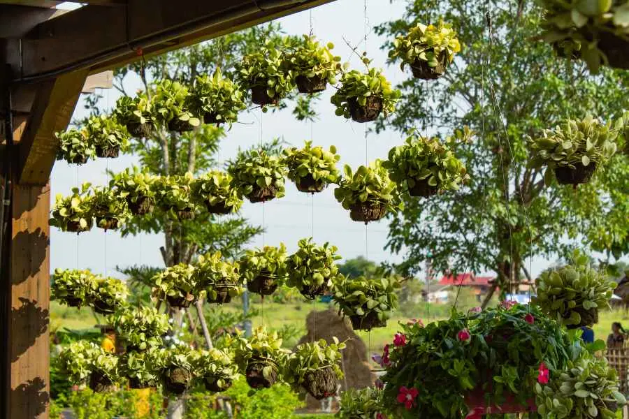 Lan đô la treo trước nhà tạo không gian xanh.