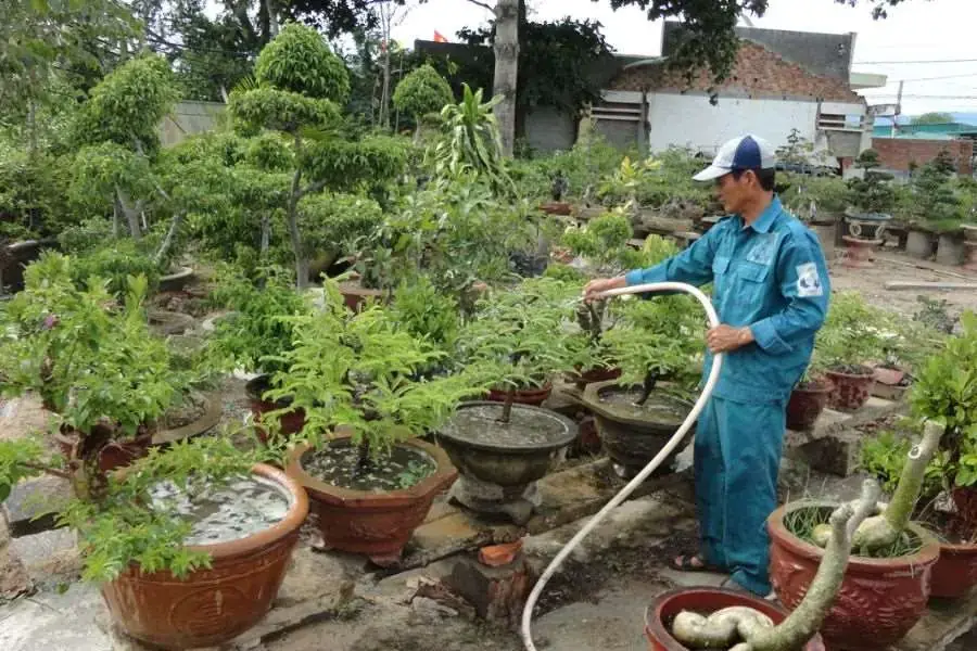 Chú ý lượng nước tưới cho từng loại cây cảnh sao cho phù hợp, tránh ngập úng