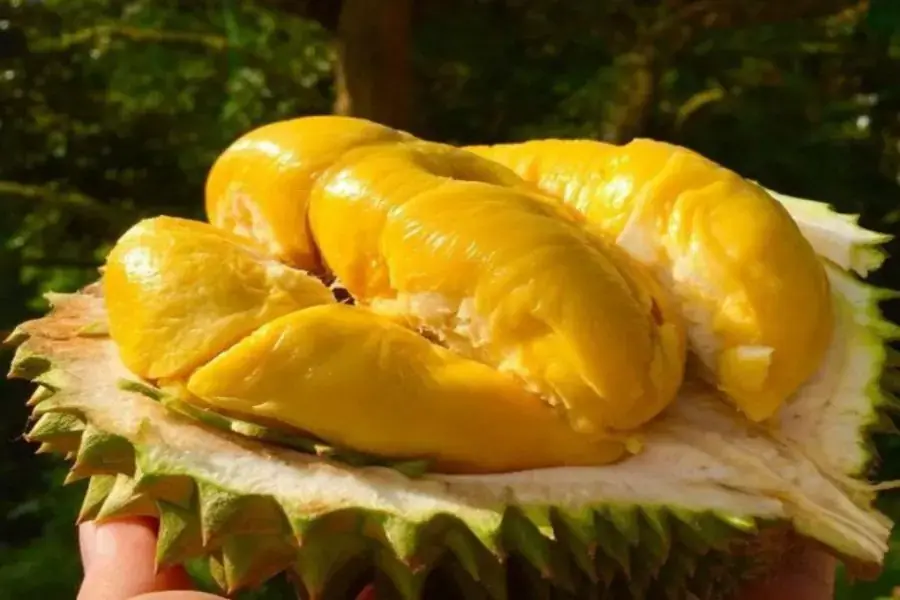 Sầu riêng với lượng calo cao nên ăn nhiều có thể gây tăng cân.