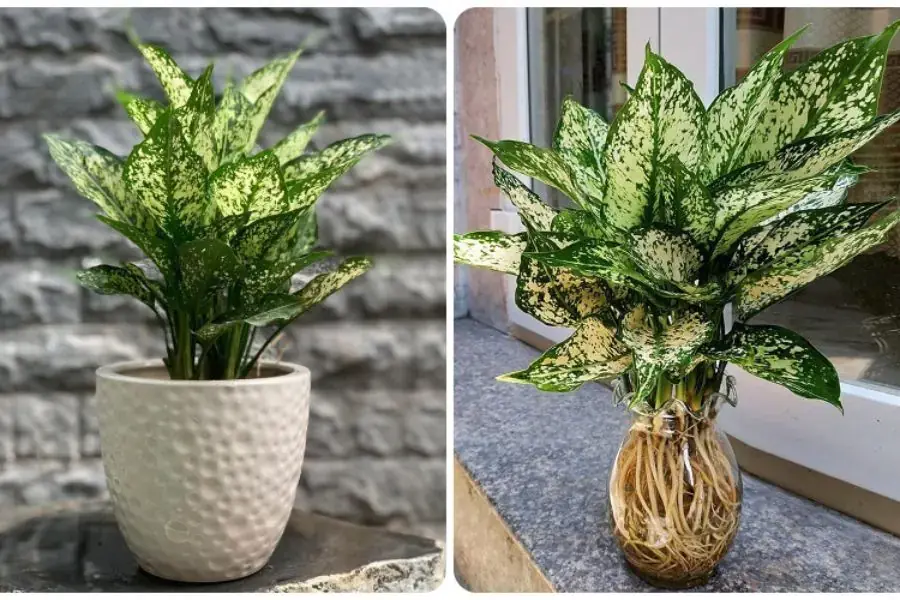 Cây Ngọc Ngân thuộc họ thân thảo.