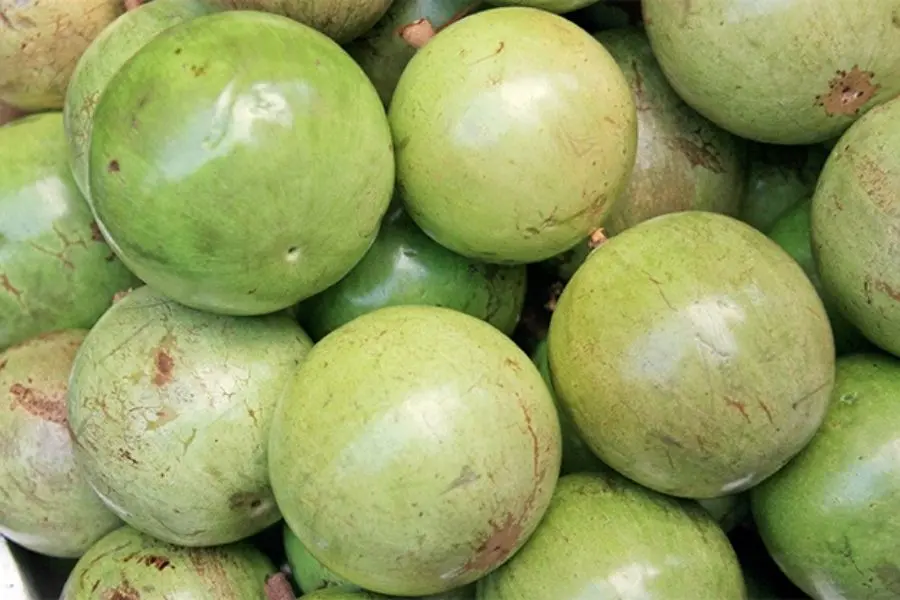 quả vú sữa xanh
