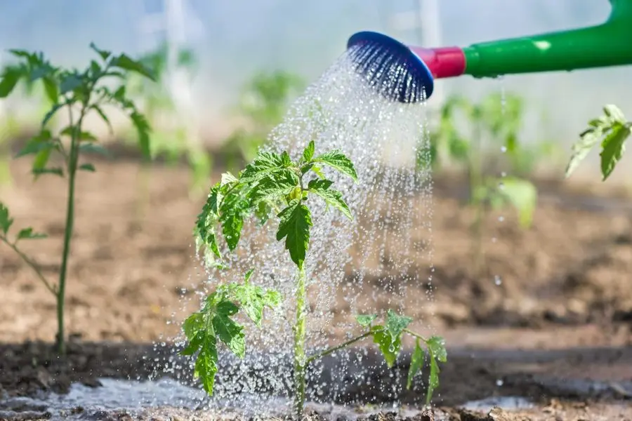 Cây dễ chết do bị tưới quá nhiều nước