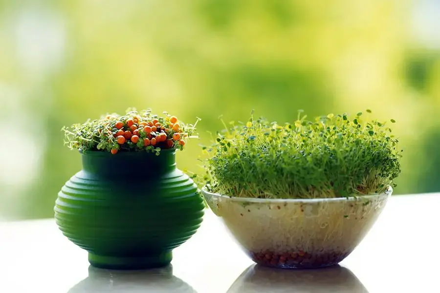 Cây Mầm Xanh có thể dùng làm quà tặng mang đến may mắn.