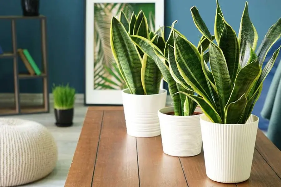 Tưới nước cho cây lưỡi hổ khoảng 1-2 lần/tuần