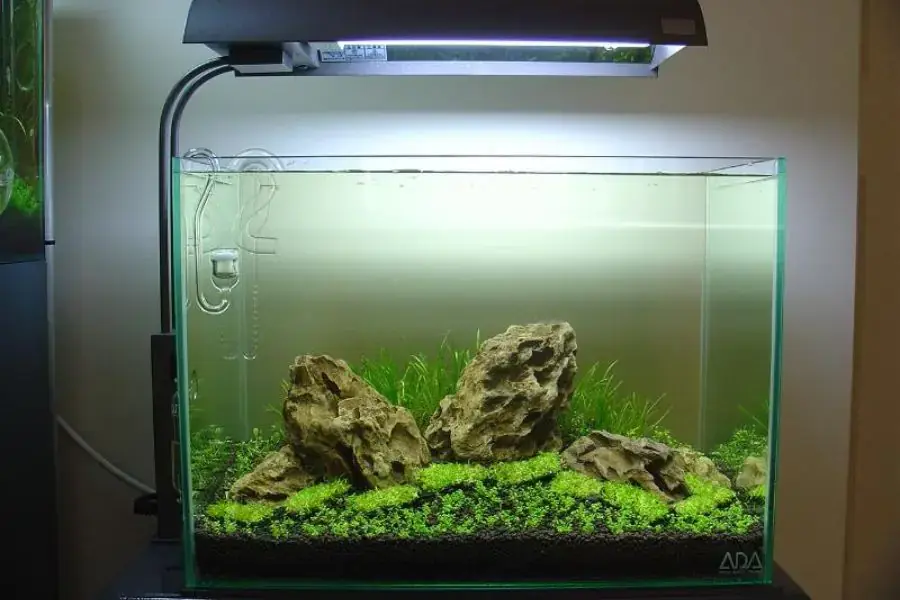 Nên lựa chọn những bể dạng vuông hay còn gọi là hồ cubic để làm setup hồ cá mini
