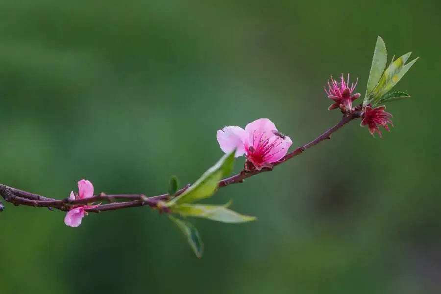 Có thể nhân giống đào bằng phương pháp giâm cành.
