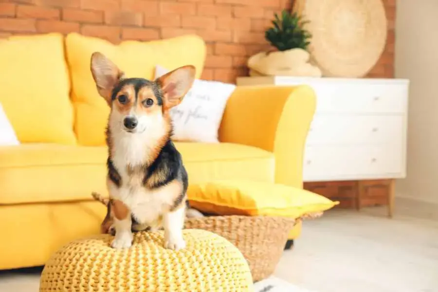 Corgi (Pembroke Welsh Corgi) đã xuất hiện từ 3000 năm trước tại xứ Wales.