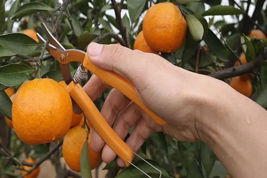 Cắt tỉa thường xuyên để cây ăn quả cho ra năng suất cao