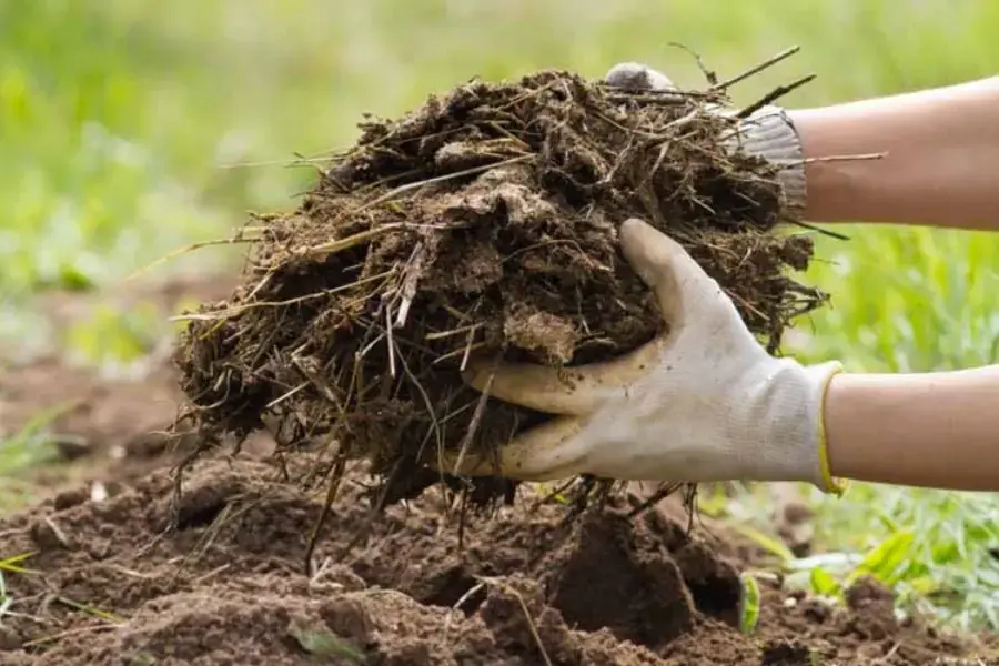 Bón bổ sung phân chuồng hoai mục cho cây chuối.