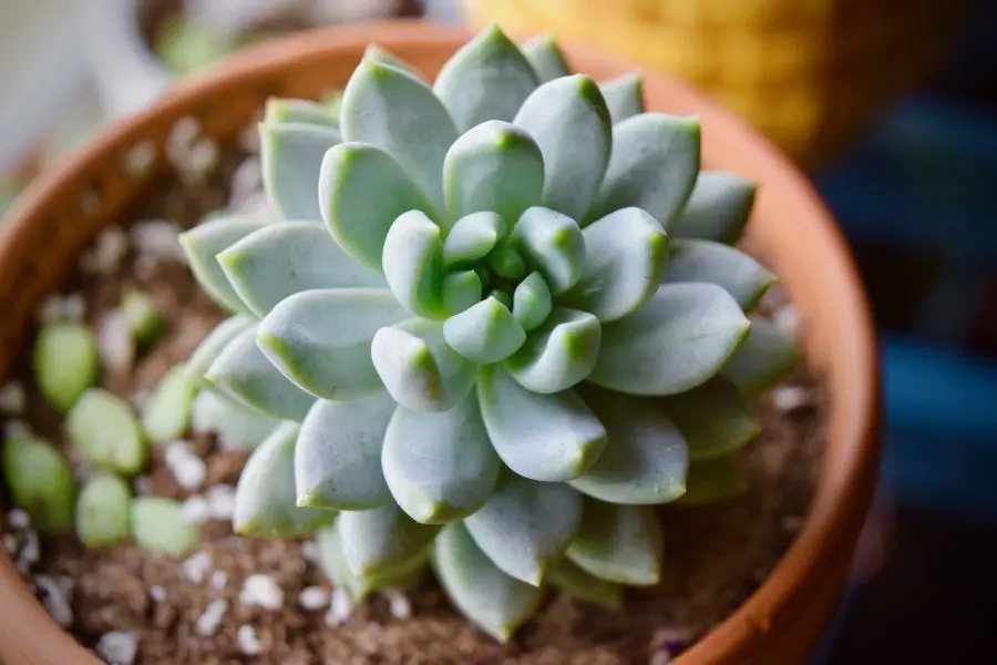 Sen đá có sức sống mãnh liệt