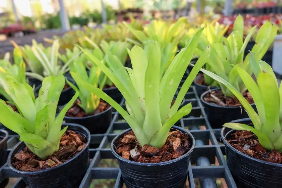 Cây phong lộc hoa ưa thích đất có độ thoát nước tốt, giàu dinh dưỡng.