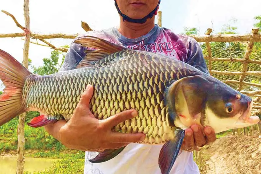 Cá hô có kích thước lớn, thịt ngon, giá trị dinh dưỡng cao nên được nhiều người yêu thích.