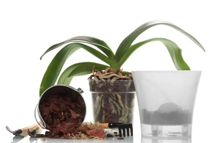 Chuẩn bị dụng cụ cần thiết cho quá trình trồng lan.