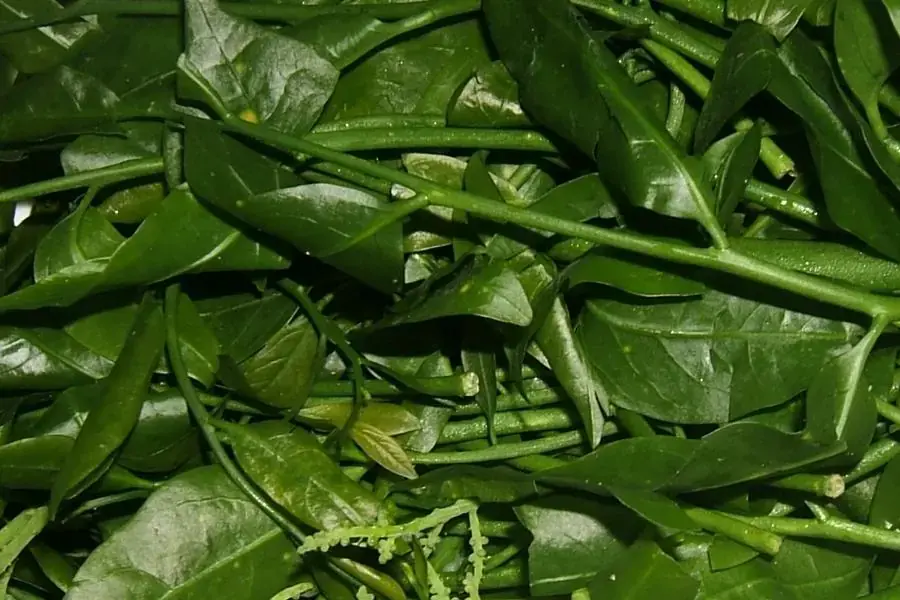 Ăn rau sắng giúp ngăn ngừa táo bón, giảm cân hiệu quả.