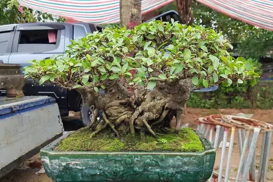 Chậu si bonsai kích thước vừa, đặt trong nhà.