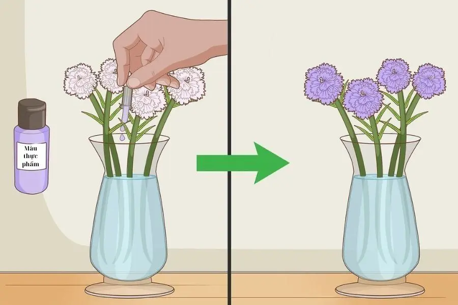 Khi chăm sóc hoa cẩm chướng cần chú ý các vấn đề như tưới nước, dinh dưỡng,...