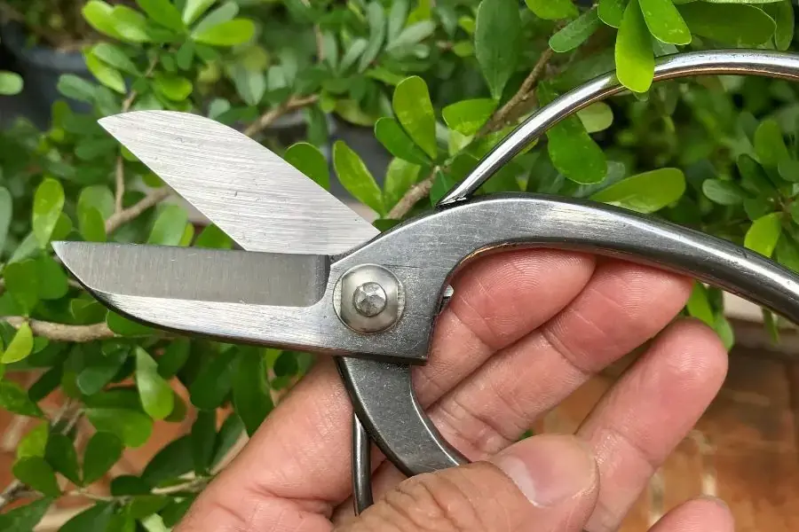 Sử dụng kéo cắt lá chuyên dụng để cắt tỉa trong quá trình chăm sóc cây Kim Ngân 