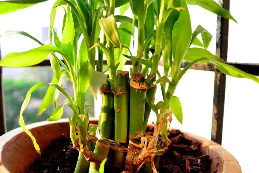 Dấu hiệu bất thường trên cây phát lộc.