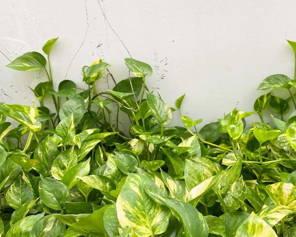 Cây trầu bà có tác dụng thanh lọc không khí cũng như ý nghĩa phong thủy may mắn.
