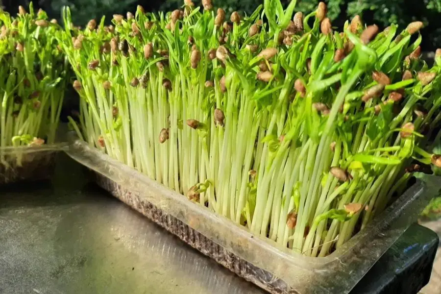 Rau mầm rau muống chứa thành phần dinh dưỡng cao.