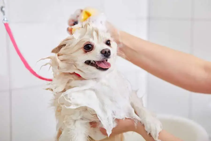 Cách tẩy keo dính chuột dính trên thứ cưng (nguồn: Shutterstock.com)