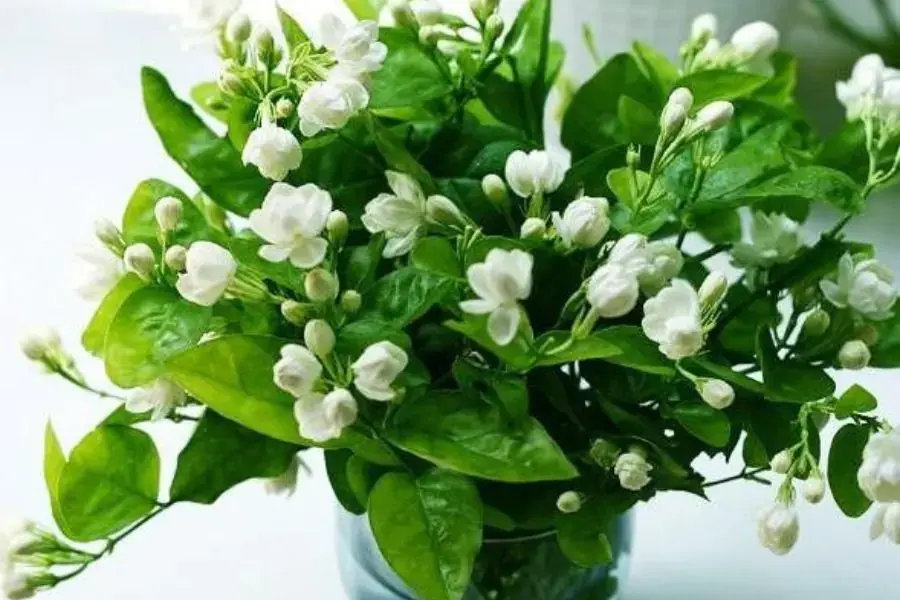 Trồng cây hoa nhài trong nhà