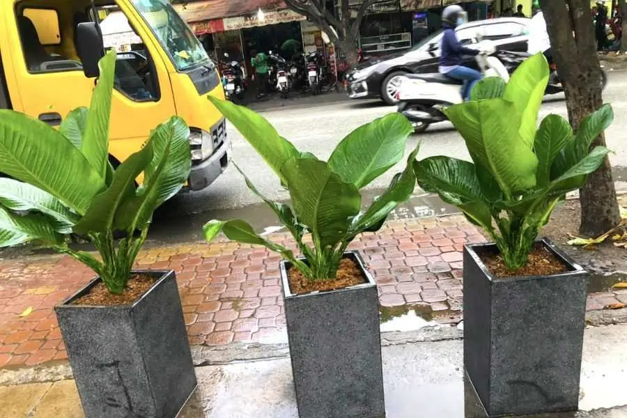 Khí thải độc hại ngoài môi trường sẽ được cây đại tỷ phú hấp thụ và xử lý.
