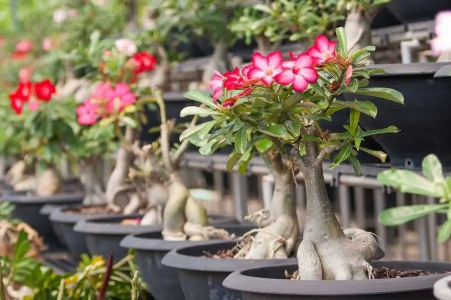 Xem thời tiết để cắt tỉa cành lá thừa, tạo dáng cho cây.