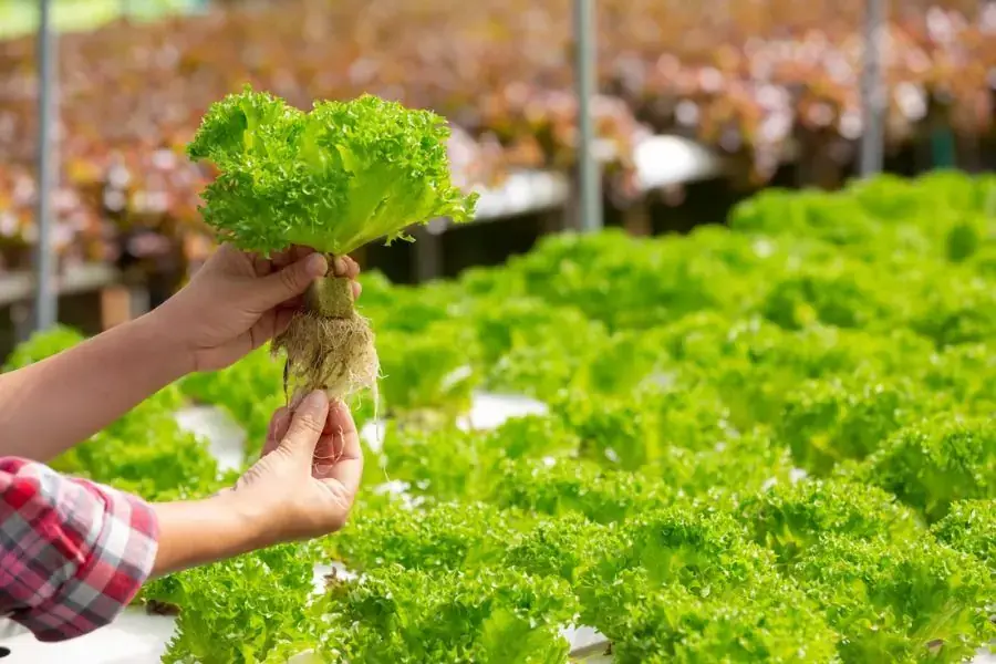 Tạo bóng râm phù lên cây khi trồng xà lách dưới ánh nắng mặt trời trực tiếp