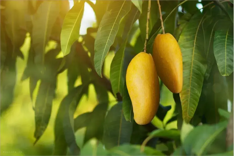 Nếu bạn đang gặp vấn đề về da hãy tham khảo ý kiến bác sĩ trước khi ăn xoài.