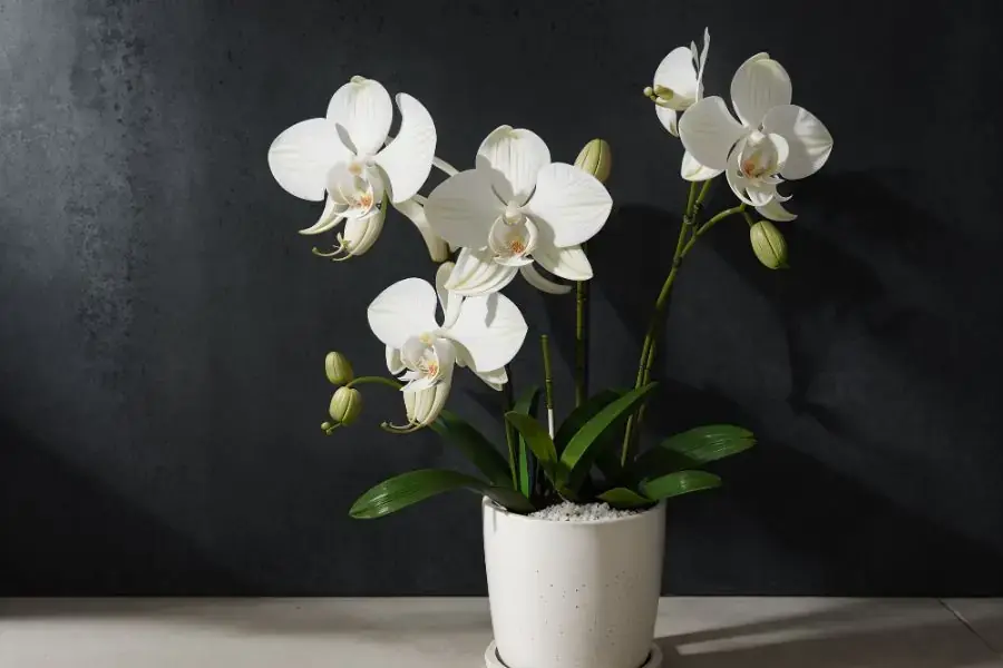 Hình ảnh đẹp về hoa lan trắng trồng trong chậu.