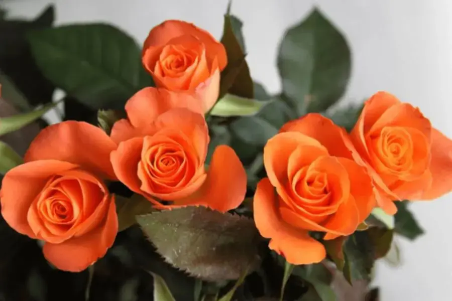 Tặng hoa hồng cam để bày tỏ sự quan tâm và cảm kích với người được nhận