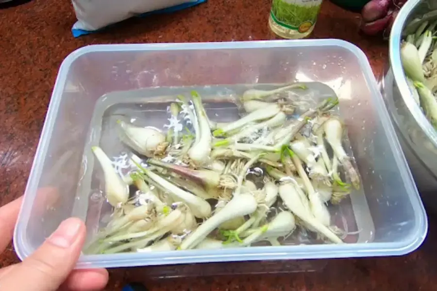 Ngâm kiệu với đá khoảng 30 phút.