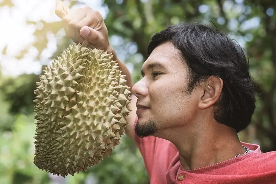 Những quả sầu riêng ngon sẽ có hương thơm "nức mũi" bạn có thể ngửi được từ xa (Nguồn: Shutterstock)