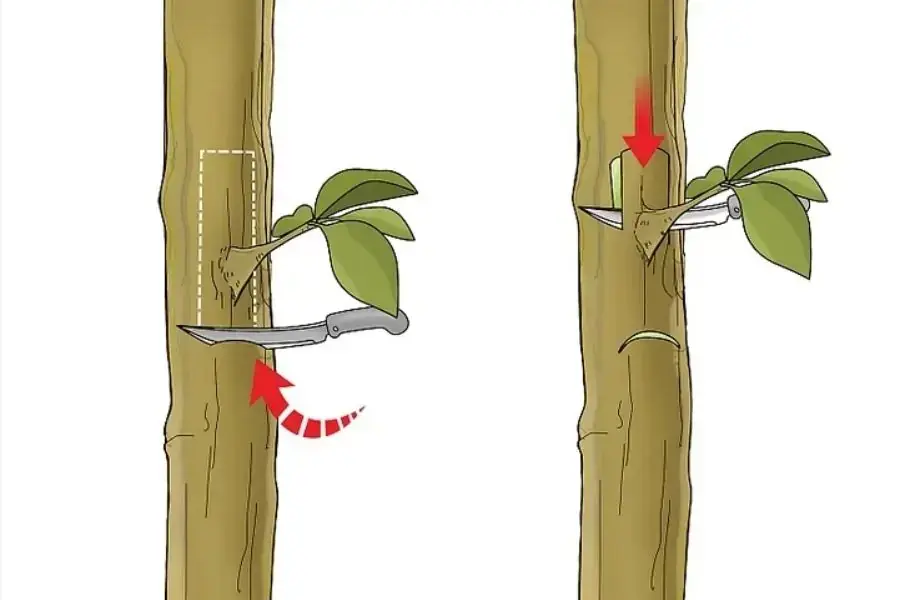 Phương pháp ghép cánh dễ thực hiện và được dùng nhiều nhất.