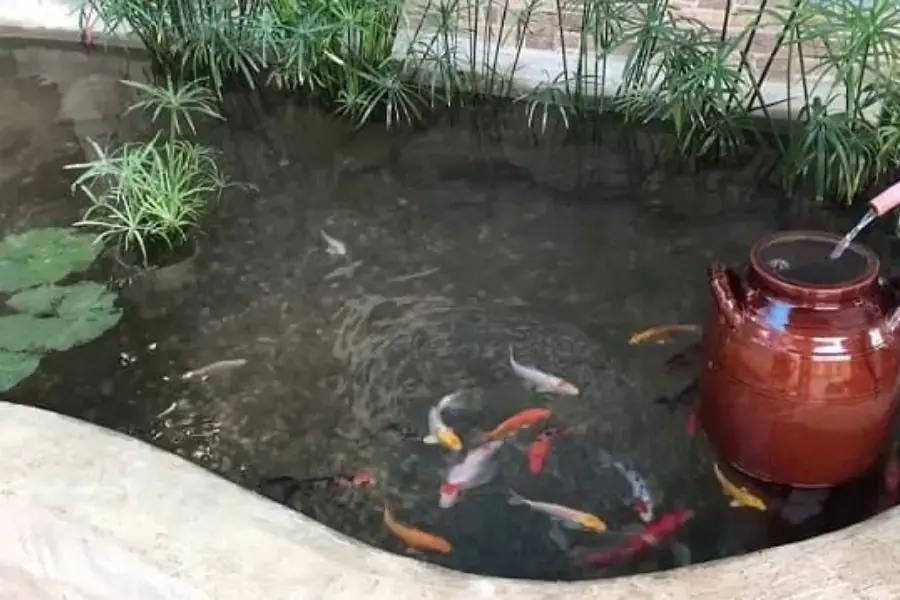 Cây cỏ nến là loại cây bán cạn.