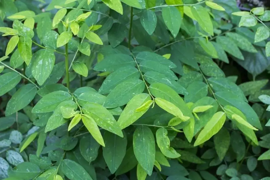 Cây rau ngót ( nguồn: Điện máy xanh)