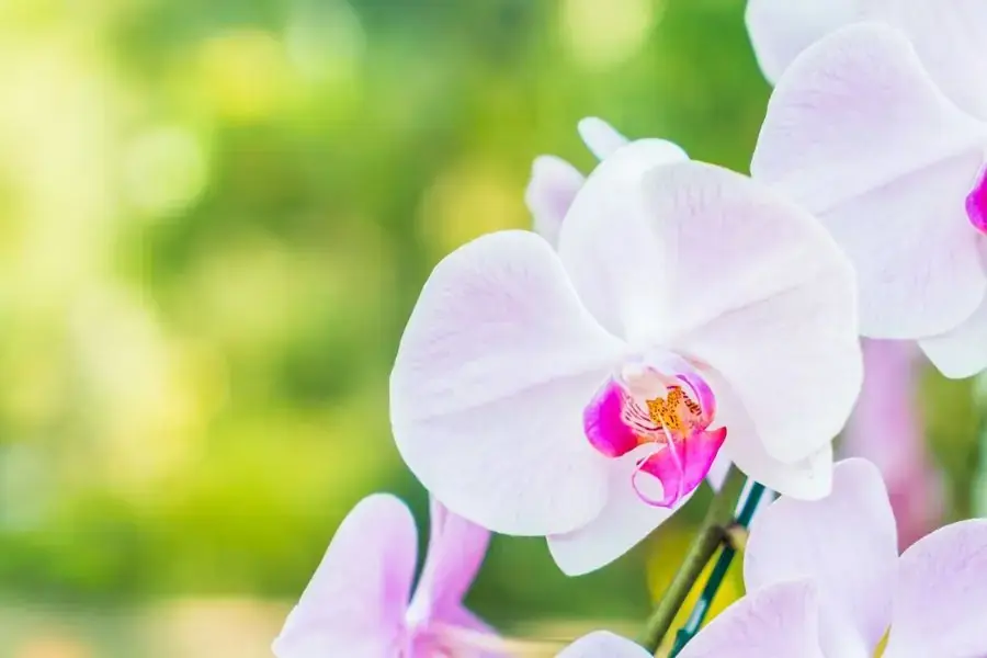 Lan hồ điệp trắng mang ý nghĩa là một khởi đầu mới.
