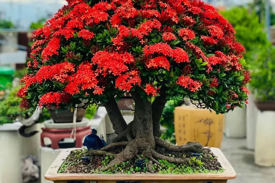 Cây bonsai Mẫu Đơn trồng trong chậu.