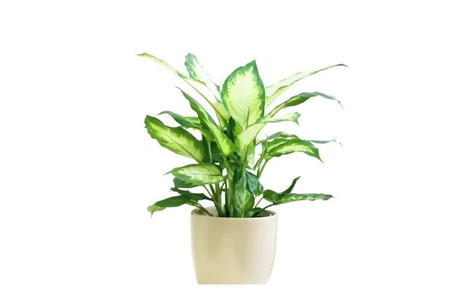 Cây Vạn Niên Thanh mang đến nhiều sự may mắn, thịnh vượng và phát tài