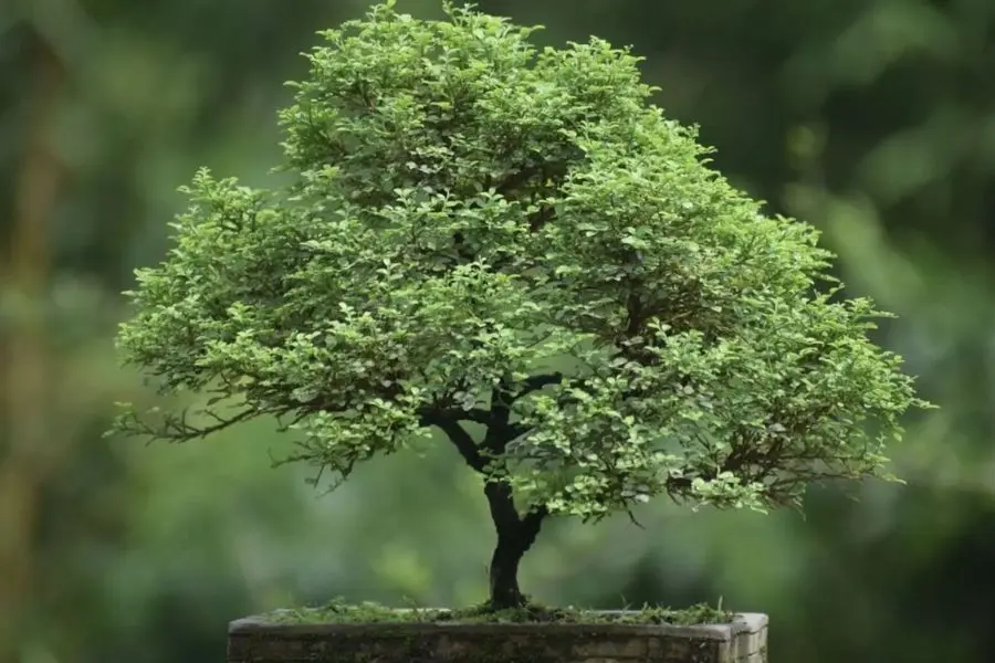 Những loại cây trồng trong nhà tốt cho sức khỏe: Cây nguyệt quế giúp không gian thoáng mát, trong lành hơn.