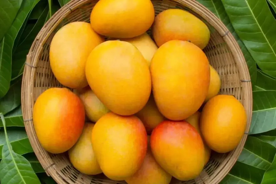 Chọn xoài có lớp vỏ căng bóng, cuống xanh tươi.