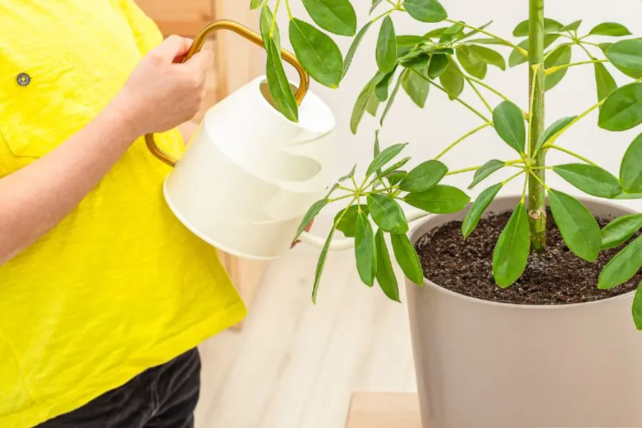 Nhớ tưới nước cho cây với tần suất hợp lý để tránh ngập úng rồi chết.