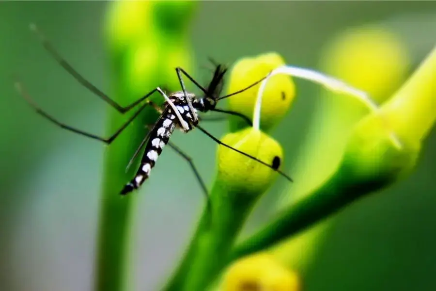 Cây đuổi muỗi có rất nhiều lợi ích