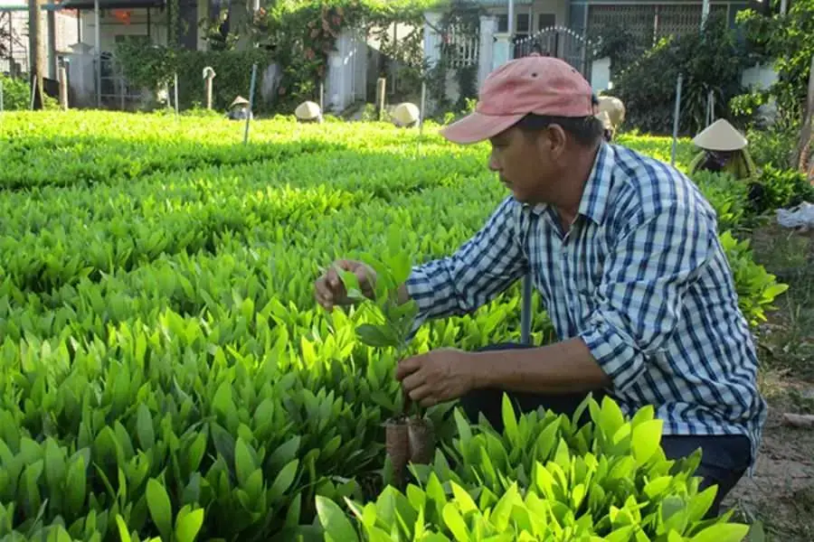 Nhân giống cây keo theo từng bầu đất riêng lẻ.