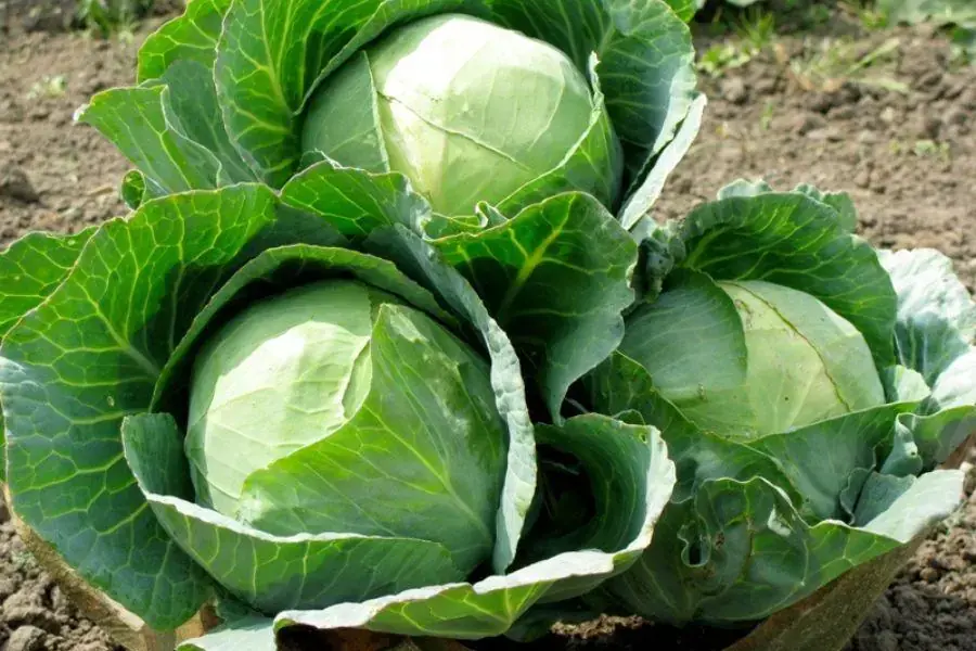 Ăn rau bắp cải giúp bài tiết các chất cặn bã độc hại ra khỏi cơ thể.