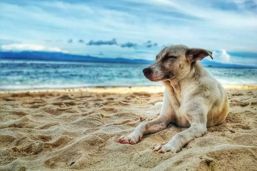 Chó gắn liền trong cuộc sống của nhiều người và trở thành người bạn thân thiết.
