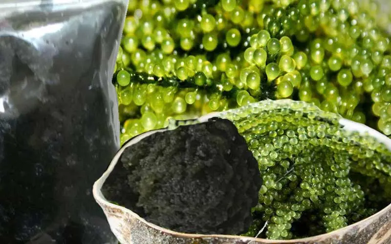 Rong nho tách nước sẽ nở ra khi ngâm trở lại với nước